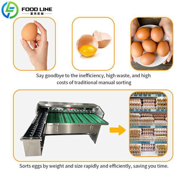 automatic egg sorter eliminating manual misgrading