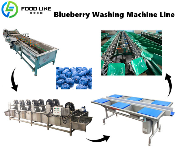 customized blueberry washing machine line for sale