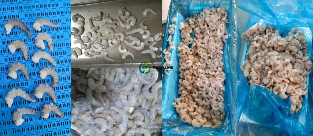 fresh peeled shrimp after processing